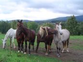 Reitsport und Freizeitangebote am Lipno See