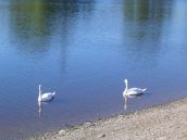 Ferienhäuser am Stausee in Tschechien Moldaustausee